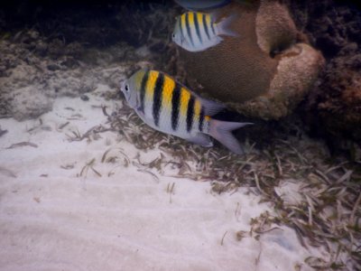 Abudefduf saxatilis 1