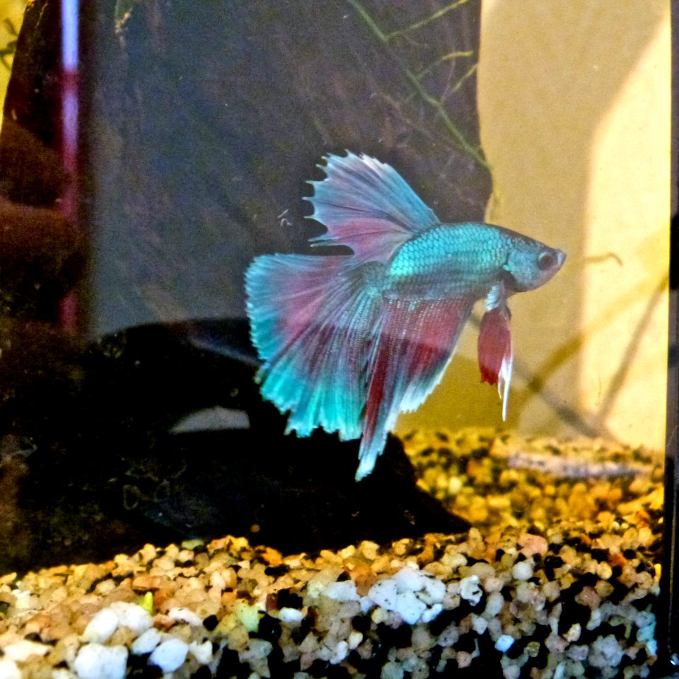 Hippie, my Betta Splendens photo