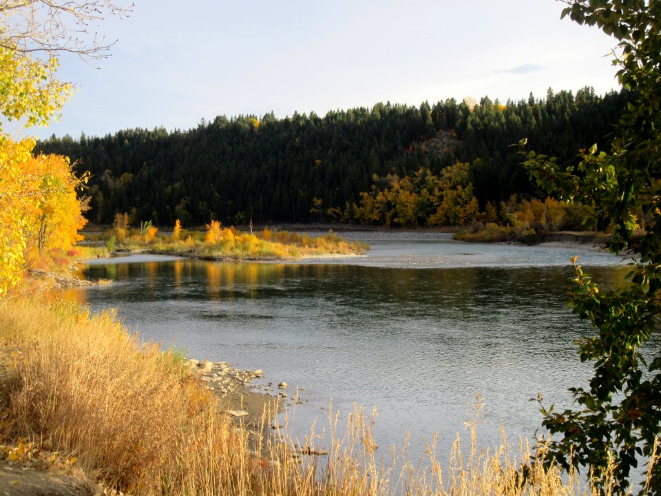 Bow River Island in Autumn