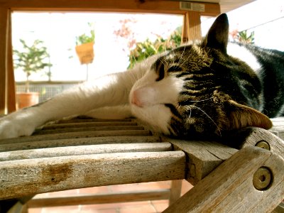 Sleeping angel Chiqui photo