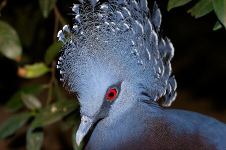 Portrait blue colorful