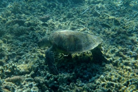 Chelonia mydas 1