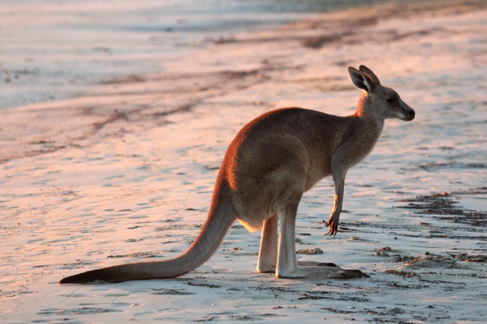 Macropus giganteus 1