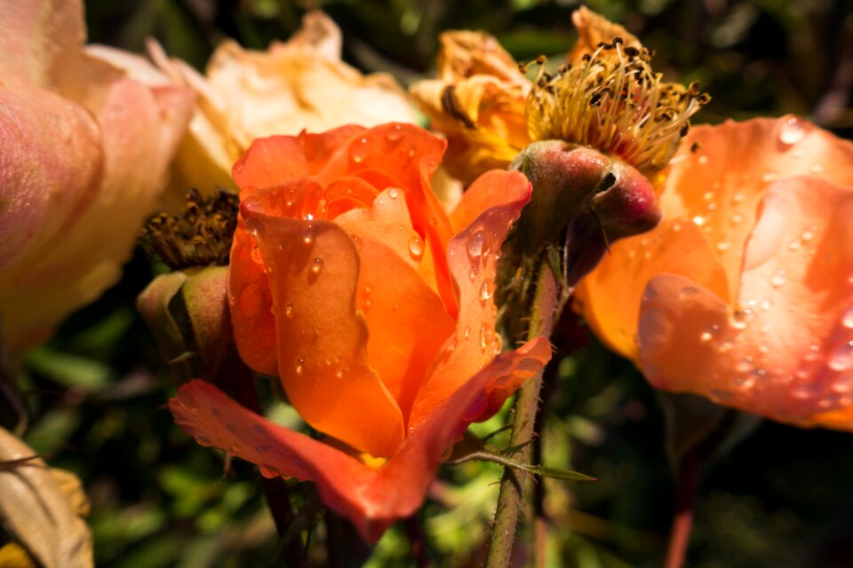Orange flower blossom