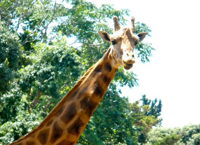 Giraffe