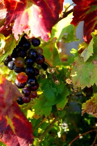 Cluster vine leaves bunch of grapes