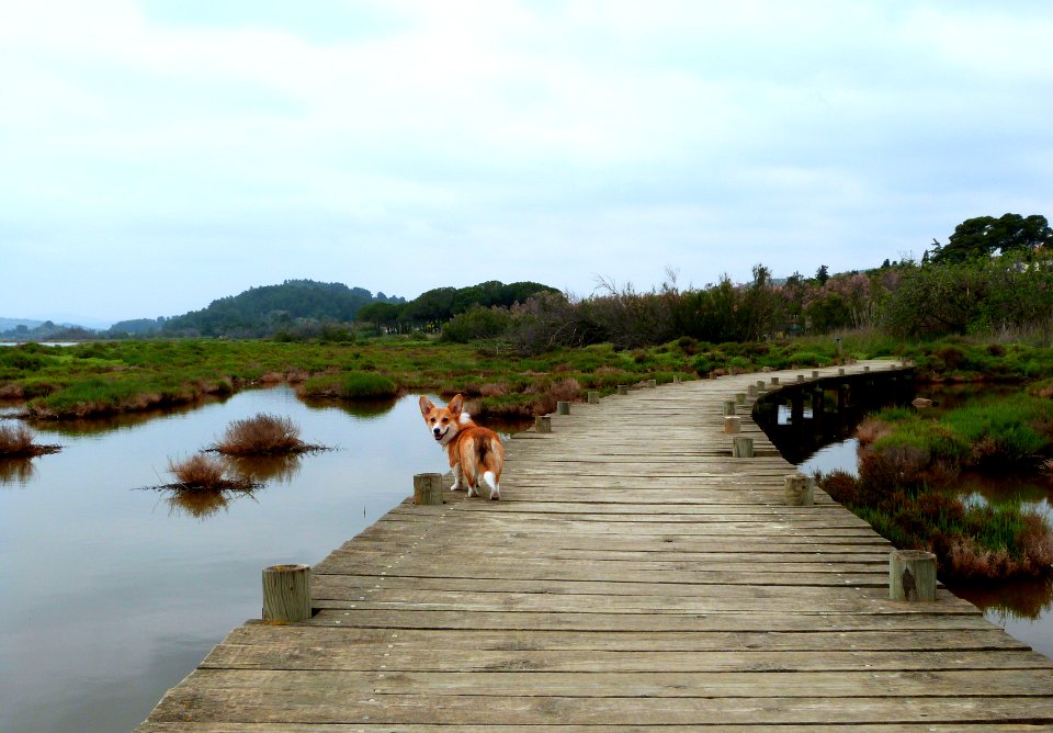 Salt marshes of Bages (France)