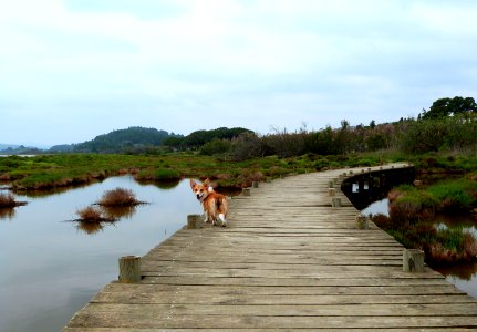 Salt marshes of Bages (France)