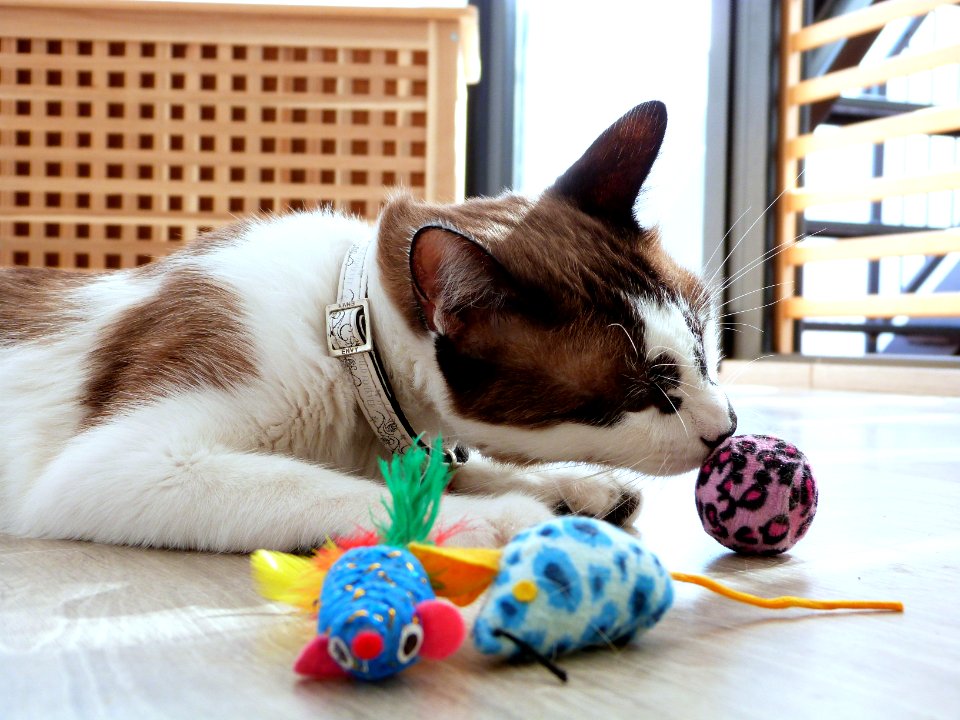 Kitty playtime shoot