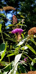 Monarchs and purple photo