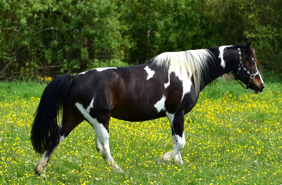 Nature grass animal