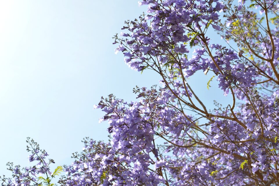 Nature purple flower spring
