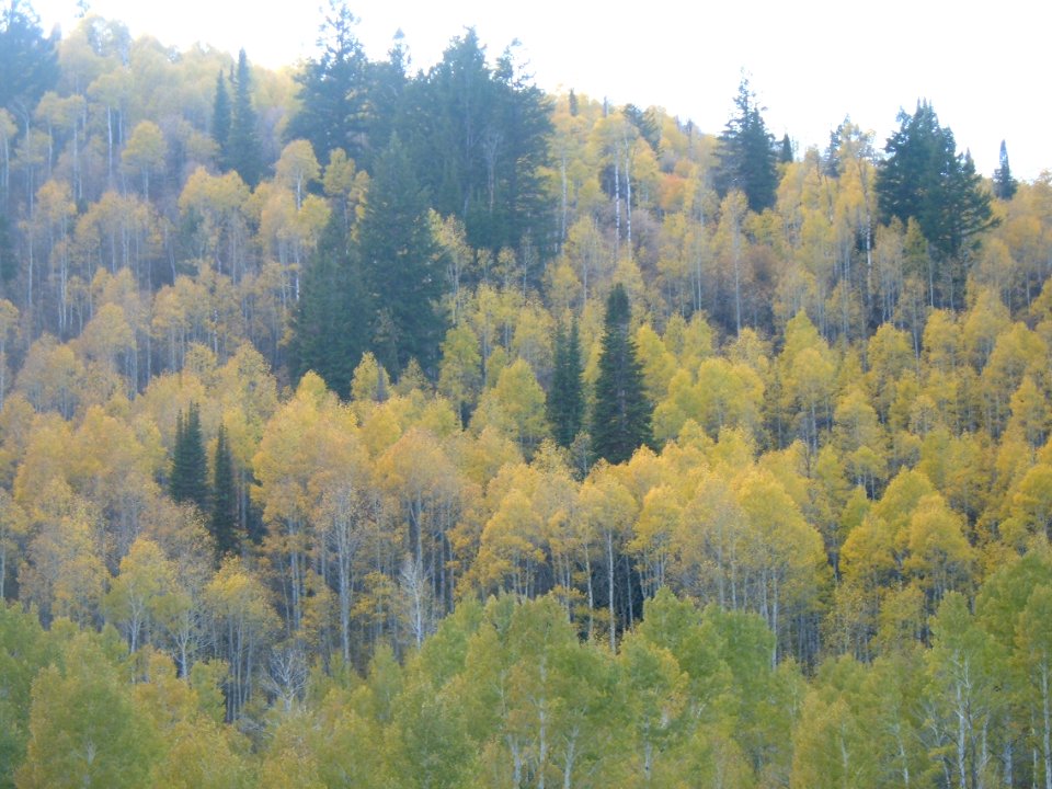 Logan Canyon Autumn Leaves