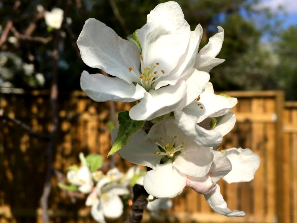 Apples Are On the Way