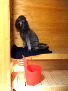 Sauna Poodle photo