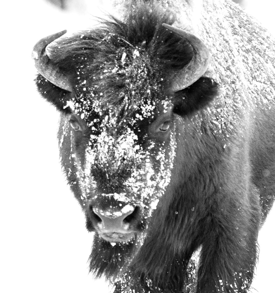 2019 Yellowstone -Bison (11)