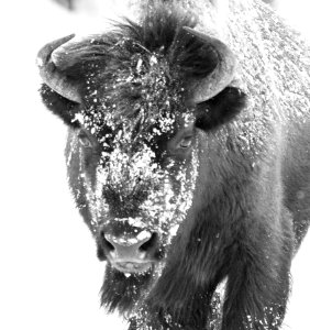 2019 Yellowstone -Bison (11)