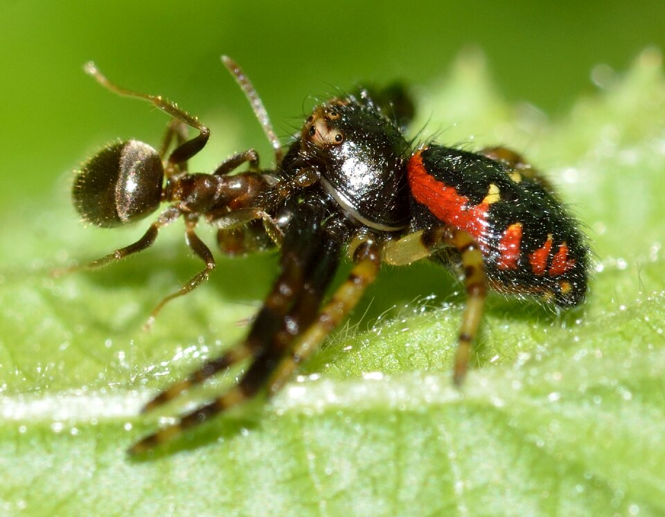 Synema globosum prey