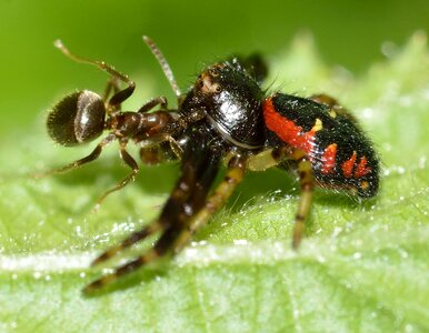 Synema globosum prey