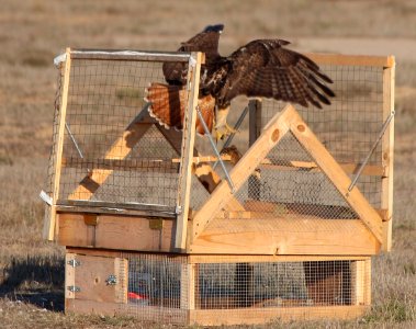 swedish goshawk trap