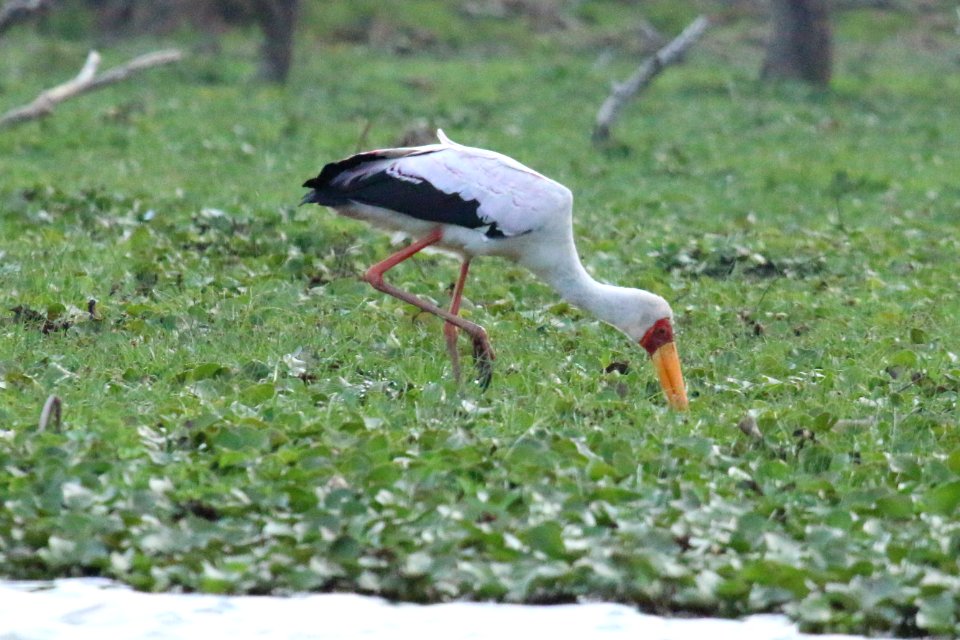 Mycteria ibis 1
