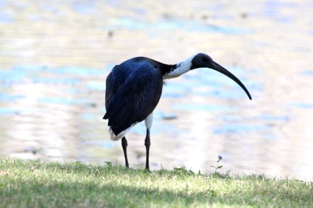 Threskiornis spinicollis 1 photo