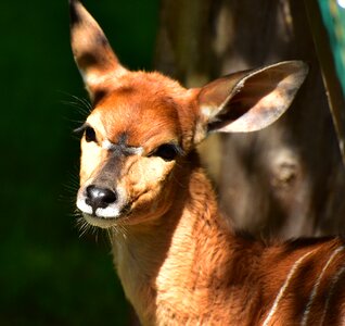 Ears animal fur