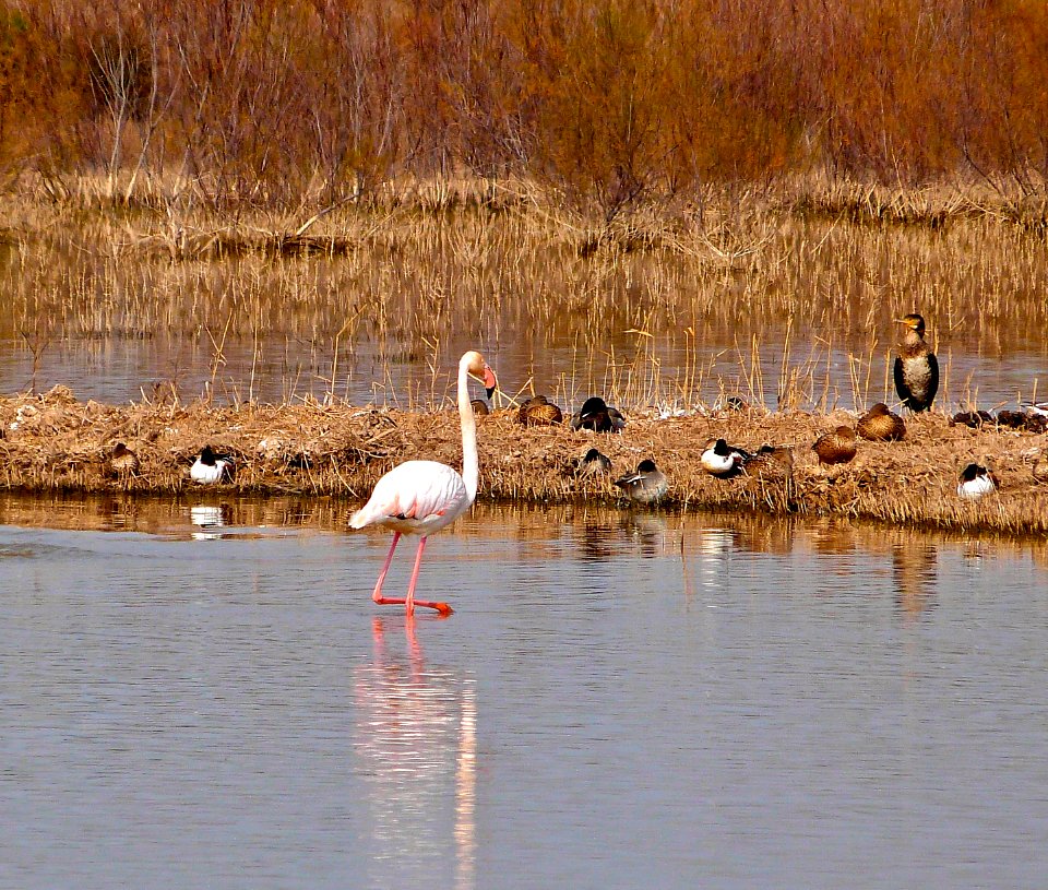 Lonesome flamingo