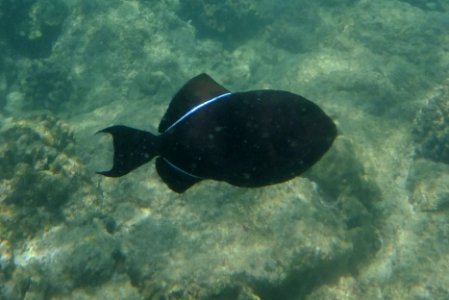Melichthys niger 1