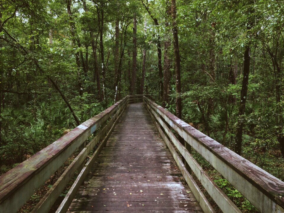 Wooden trees nature