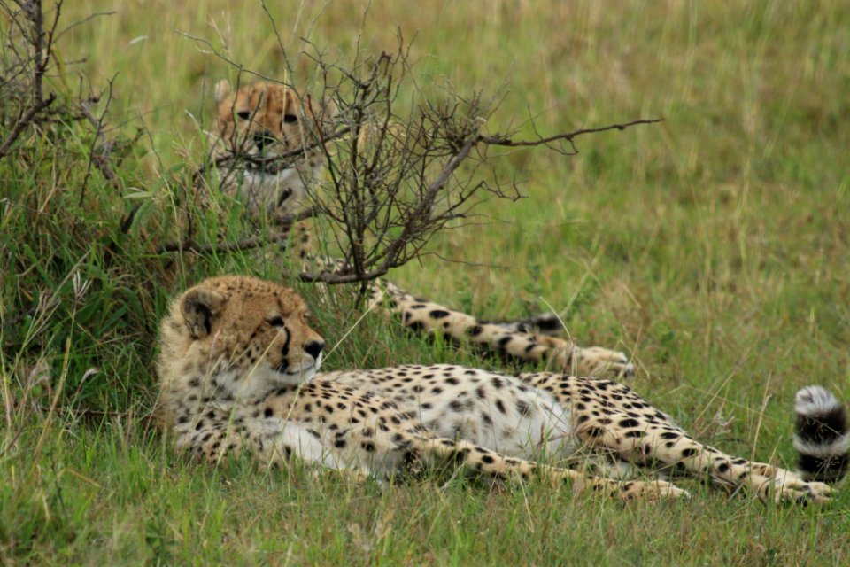 Acinonyx jubatus 1