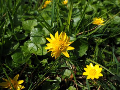 Bloom yellow ficaria verna photo