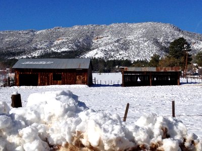 Snowy Pine