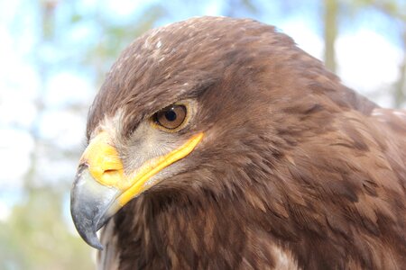Aquila nipalensis adler zoo