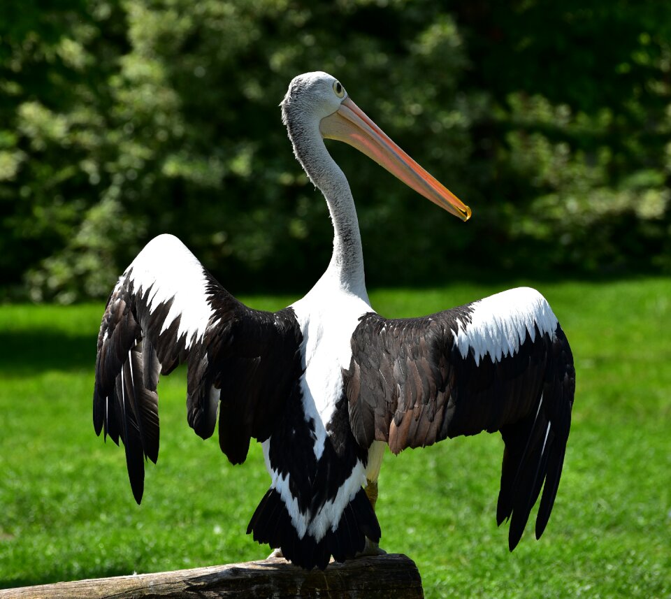 Wing animal seevogel