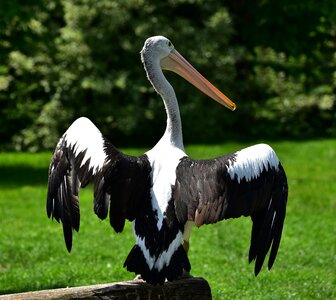 Wing animal seevogel