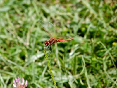 Red-Veined Darter