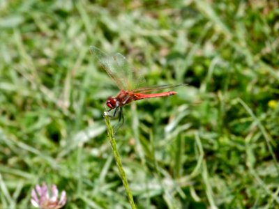 Red-Veined Darter photo