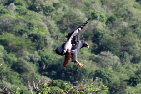 Buteo augur 1
