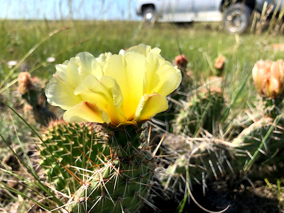 Prairie Prickly Pear