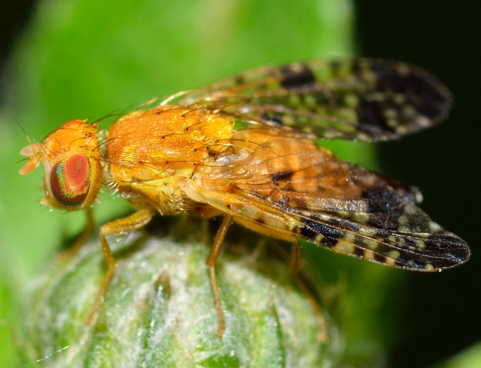 Diptera tephritis bardanae