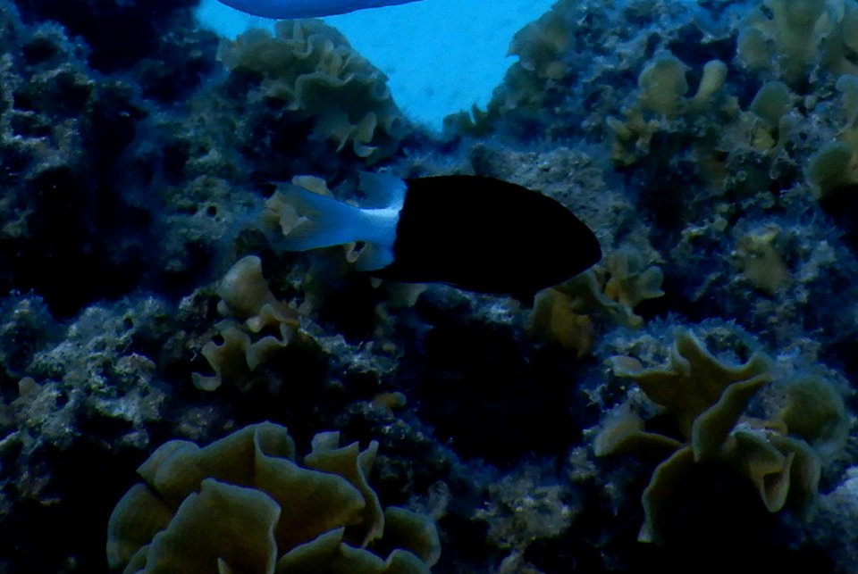 Chromis margaritifer 1