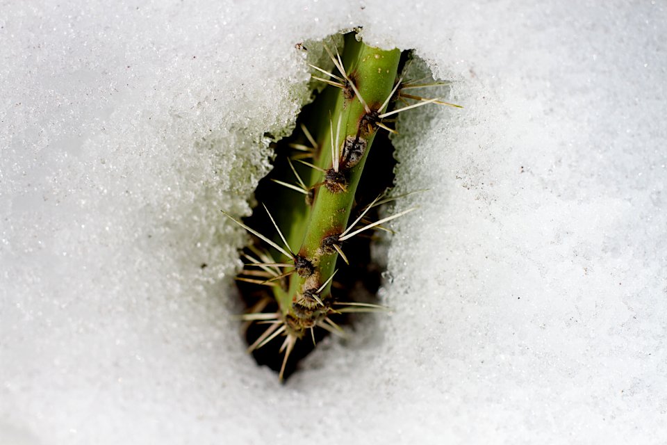 2017/365/29 Cactus Emergence