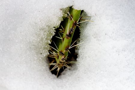2017/365/29 Cactus Emergence photo