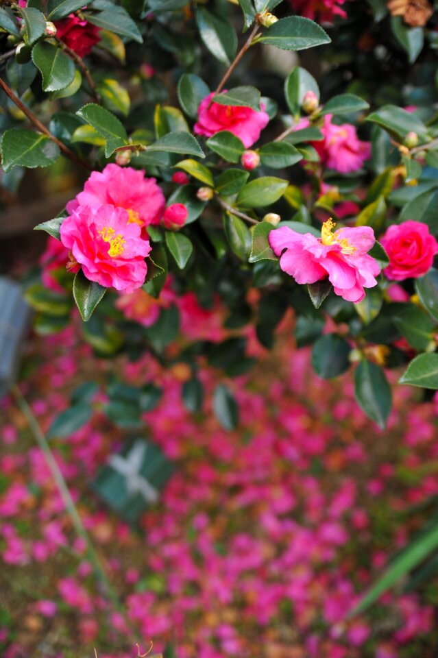 Camellia sasanqua flowers trees in winter