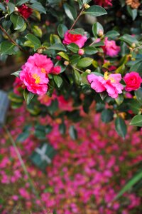 Camellia sasanqua flowers trees in winter