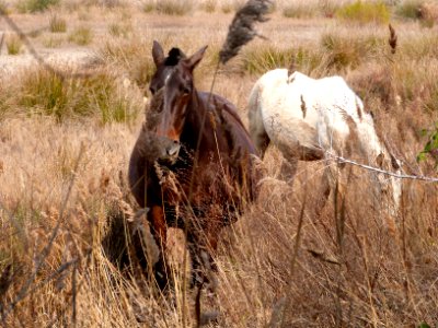 Pregnant mares