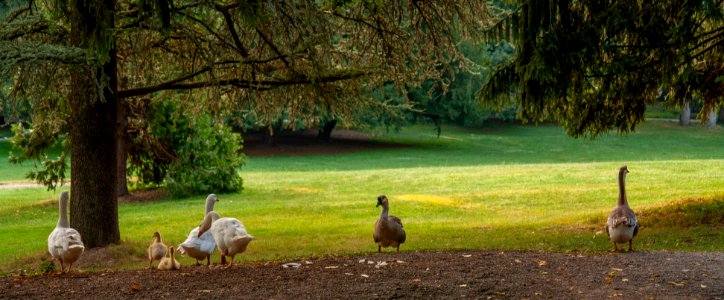 Ducks 2-2933