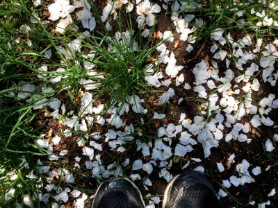Snowing Apple Flowers