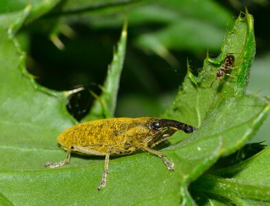 Weevil lixus pulverulentus